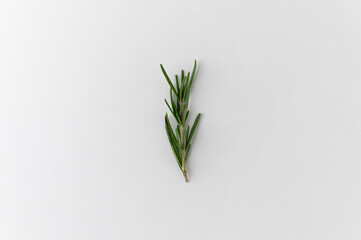 Rosemary branch put on isolated white background. Garnish and food ingredients.