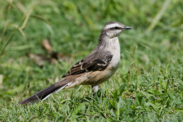 Camposspotlijster, Chalk-browed Mockingbird, Mimus saturninus