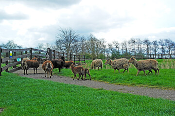 herd of sheeps on pasture