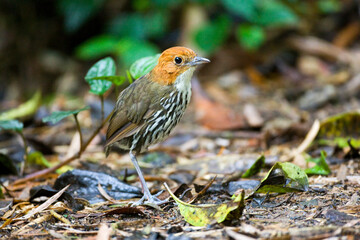 Chestnut-crowned Antpitta, Grallaria ruficapilla