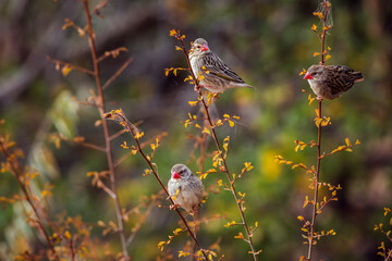 Three Red-billed Queleas in fall colors shrub in Kruger National park, South Africa ; Specie Quelea quelea family of Ploceidae