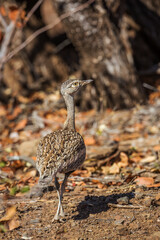 Red crested Bustard female in rear view in Kruger National park, South Africa ; Specie Lophotis...