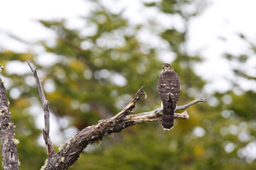 Chileense Sperwer, Chilean Hawk, Accipiter chilensis