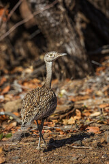Red crested Bustard female in rear view in Kruger National park, South Africa ; Specie Lophotis ruficrista family of Otididae