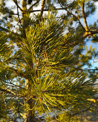 Coniferous tree branches in the park.