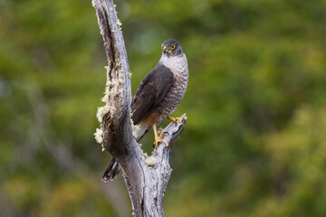 Chileense Sperwer, Chilean Hawk, Accipiter chilensis