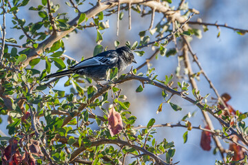 Southern black Tit in a shrub in Kruger National park, South Africa ; Specie Melaniparus niger family of Paridae