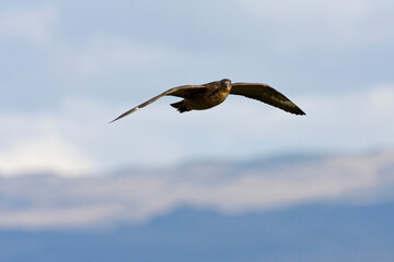 Chileense Grote Jager, Chilean Skua, Stercorarius chilensis