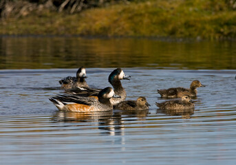 Chilean Wigeon, Anas sibilatrix