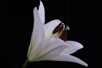 Close up of white lily