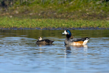 Chilean Wigeon, Anas sibilatrix
