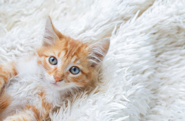 Cute orange colored tiny kitten
