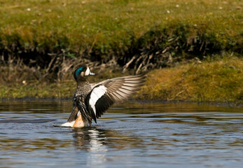 Chilean Wigeon, Anas sibilatrix
