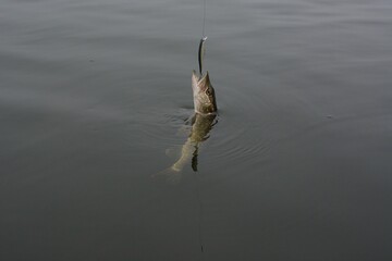 Summer fishing, pike fishing, spinning on the lake
