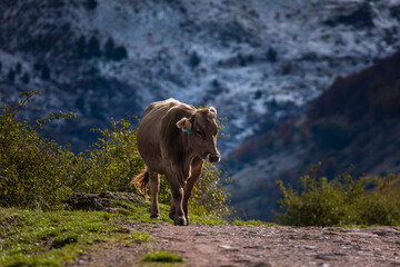 Fototapeta premium A cow walks towards the Guarrinza pastures seeking refuge from the coming cold. Aragonese Pyrenees. Near of Aguas Tuertas valley, Hecho and Anso, Huesca, Spain.