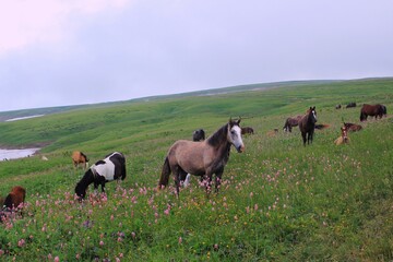 A herd of wild horses graze in the highlands among lush greenery and flowers. A horse with an...