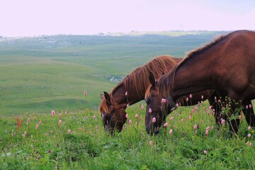 Two brown horses graze among lush grass and bright flowers in the mountains of a protected nature reserve