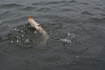 Fototapeta premium Summer fishing, pike fishing, spinning on the lake 