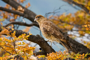 Chimango Caracara, Milvago chimango