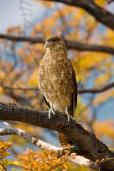 Chimango Caracara, Milvago chimango