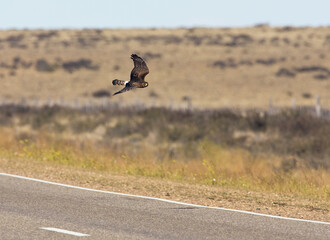 Grijze Kiekendief, Cinereous Harrier, Circus cinereus