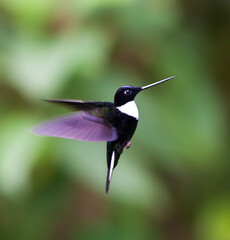 Gekraagde Incakolibrie, Collared Inca, Coeligena torquata