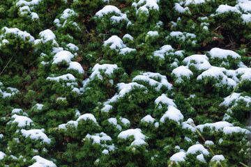 Pine needles and branches lightly covered with snow, winter in the Aragonese Pyrenees, near of...