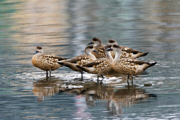 Crested Duck, Lophonetta specularioides