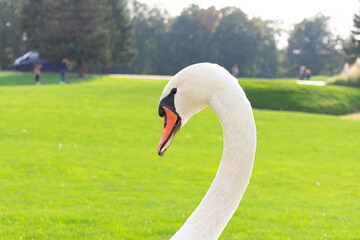Portrait of an adult White Swan. Wild, migratory birds. Swans in natural habitat. Wild bird close up. Swan head close-up.