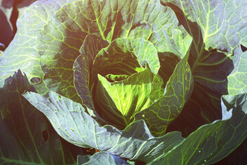 Head of green cabbage in the garden on a summer day. Close-up of natural vegetables