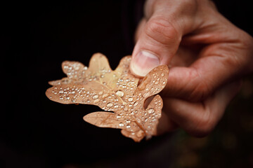 Autumn oak leaf with raindrops in a man's hand. Close-up. Autumn background.