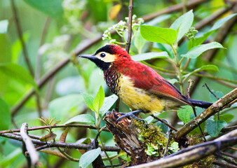 Crimson-mantled Woodpecker, Piculus rivolii