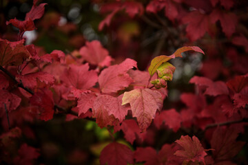 Maple branches in red leaves. Bright autumn background.