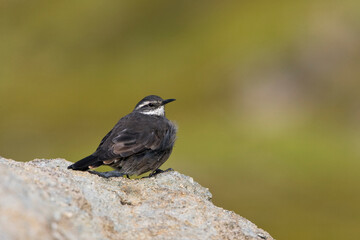 Dark-bellied Cinclodes, Cinclodes patagonicus