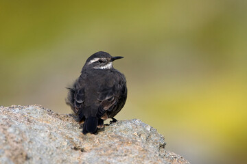 Dark-bellied Cinclodes, Cinclodes patagonicus