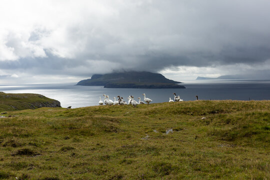 Gooses in Iceland