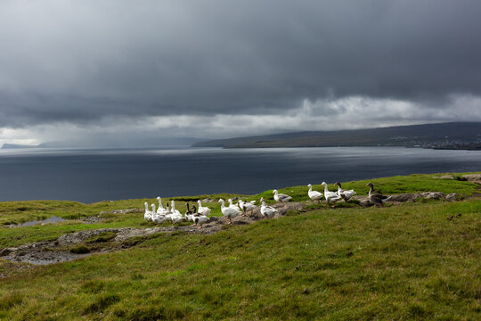 Gooses in Iceland