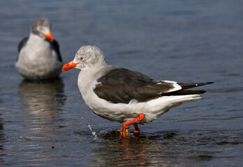 Dolphin Gull, Leucophaeus scoresbii