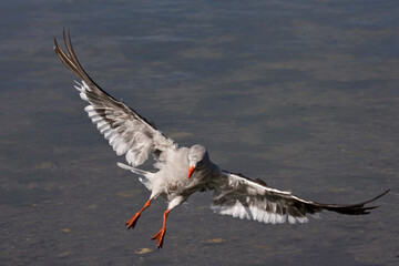 Dolphin Gull, Leucophaeus scoresbii