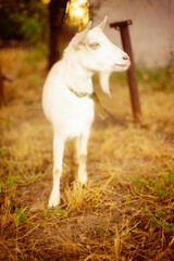 Obraz premium White goat grazes in a rural garden near house in autumn