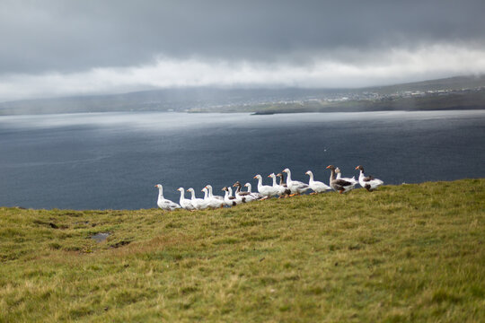 Gooses in Iceland