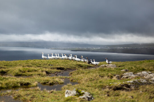 Gooses in Iceland