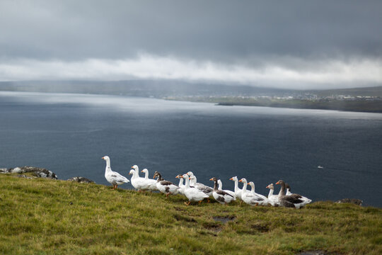 Gooses in Iceland