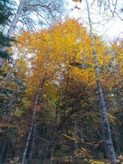 autumn in the forest