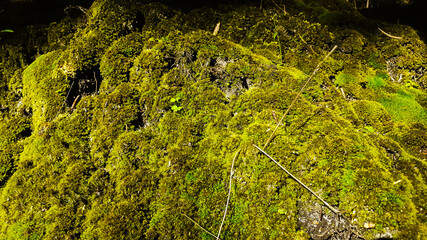 moss on the stone