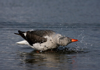 Fototapeta premium Dolphin Gull, Leucophaeus scoresbii