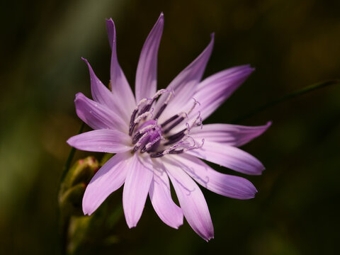 Die Purpur Schwarzwurzel,  Podospermum purpureum, ist sehr selten.