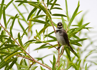 Witbaarddikbekje, Double-collared Seedeater, Sporophila caerulescens