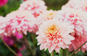 pink chrysanthemum in the autumn garden