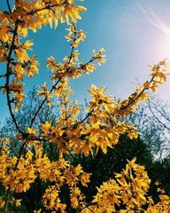 autumn leaves against blue sky
